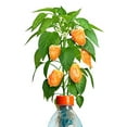 thumbnail image 1 of Petomato Petomato Habanero Plant Green Light Needed, 1 of 5