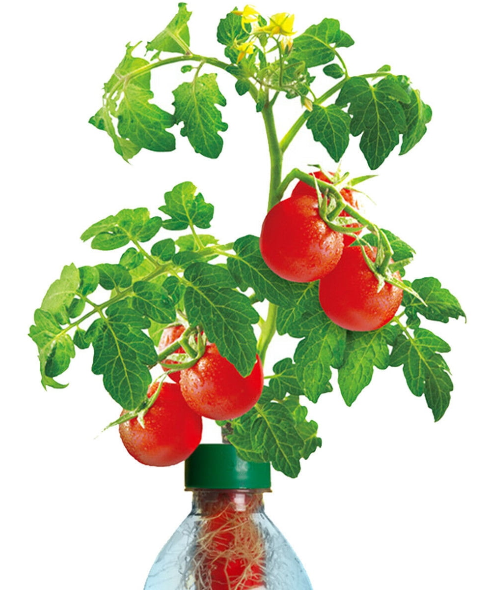 Petomato-Tomato-Plant-Kit-at-
