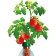 thumbnail image 1 of Petomato - Tomato Plant Kit at Home Your Indoor Red Cherry Tomato Garden Growing Seed Sun Light Need, 1 of 5
