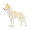 thumbnail image 1 of Petorama Handmade Husky Resin Statue 1-6 in Beige, 1 of 9