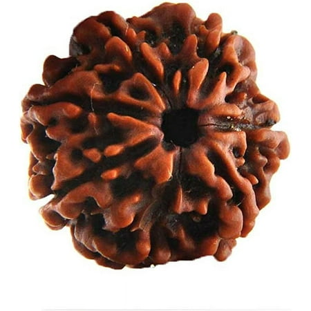 Petrichor 7 Mukhi / Seven Faced Original Nepal Rudraksha (Brown Round Bead, Unisex)
