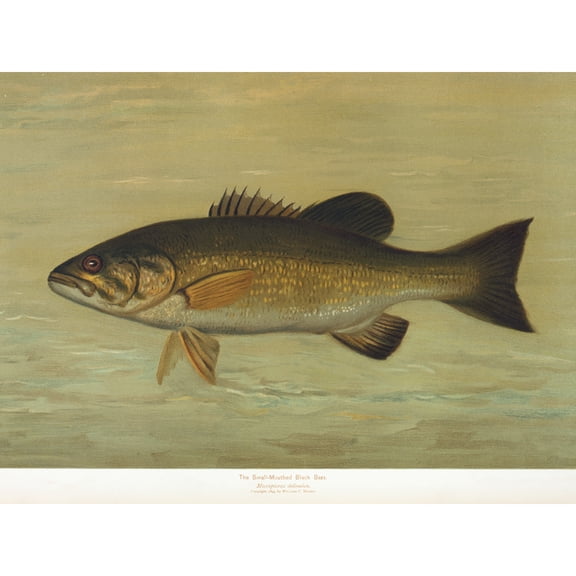 Petrie North American Fishes Black Bass Illustration Extra Large XL Wall Art Poster Print