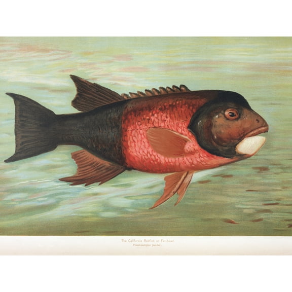 Petrie North American Fishes Fat Head Illustration Extra Large XL Wall Art Poster Print
