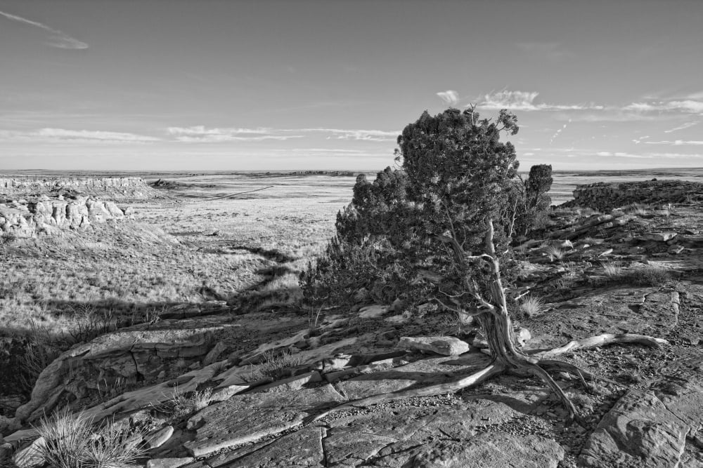 Petrified Forest National Park Arizona Canvas Art - Robert Postma Design Pics (17 x 11)
