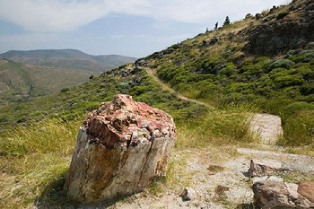 Petrified Forest Sigri Lesvos Mithymna Northeastern Aegean Islands Greece Canvas Art - Walter Bibikow DanitaDelimont (28 x 19)