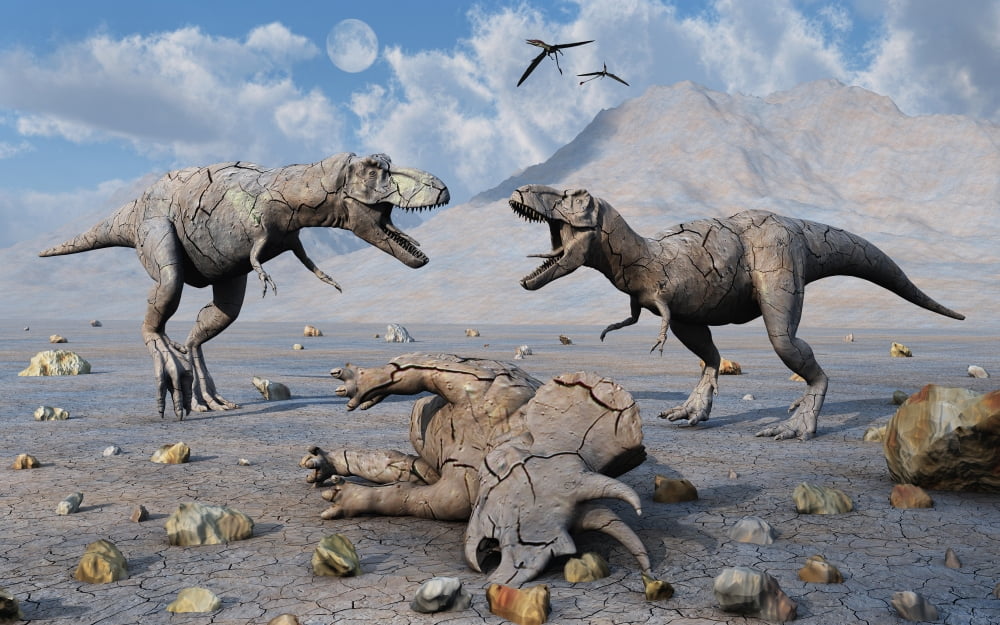 Petrified Tyrannosaurus rex and Triceratops dinosaurs Canvas Art - Mark StevensonStocktrek Images (18 x 12)