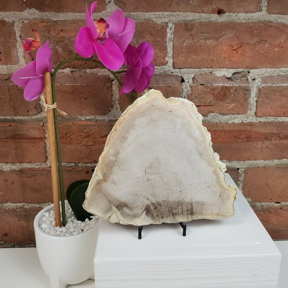 Petrified Wood Slab