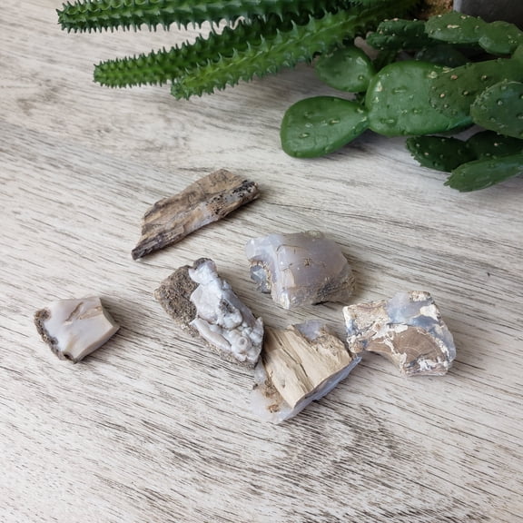 Petrified Wood and Chalcedony