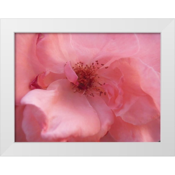 Petrovic, Snezana 14x12 White Modern Wood Framed Museum Art Print Titled - Lovely Pink
