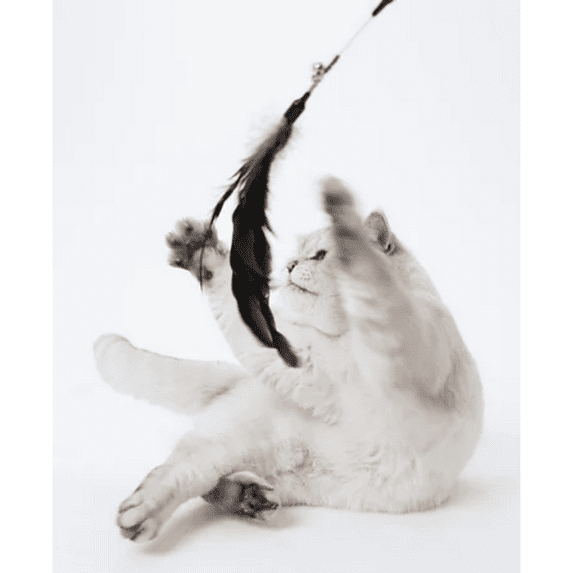 Petsport Kitty Feather Wand - Assorted Colors - 1 Count