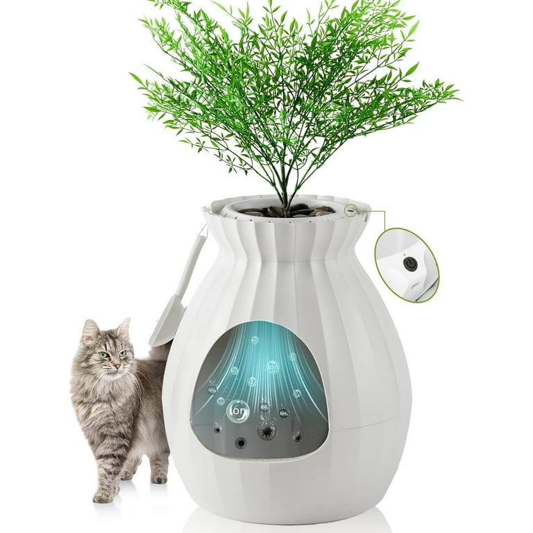 Cat litter 2024 box plant