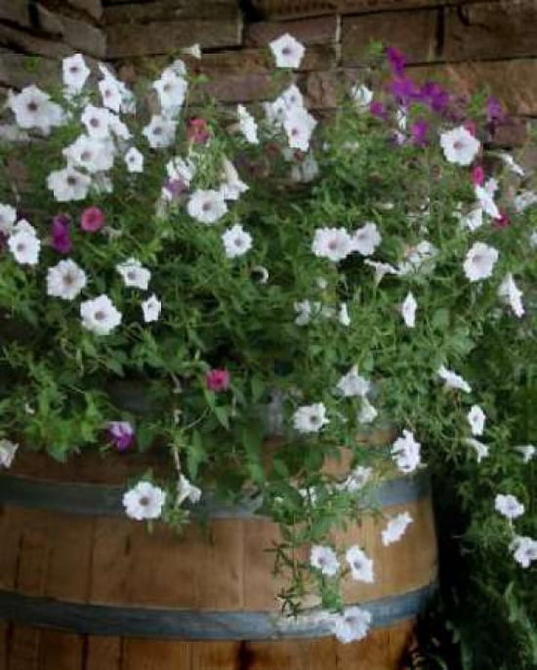 Petunia Barrel I Canvas Art - Scott Larson (20 x 24)