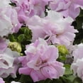 thumbnail image 1 of Petunia - Double Cascade Series Flower Garden Seed - 1000 Pelleted Seeds - Orchid Mist Blooms - Annual Flowers - Double Grandiflora Petunias, 1 of 2