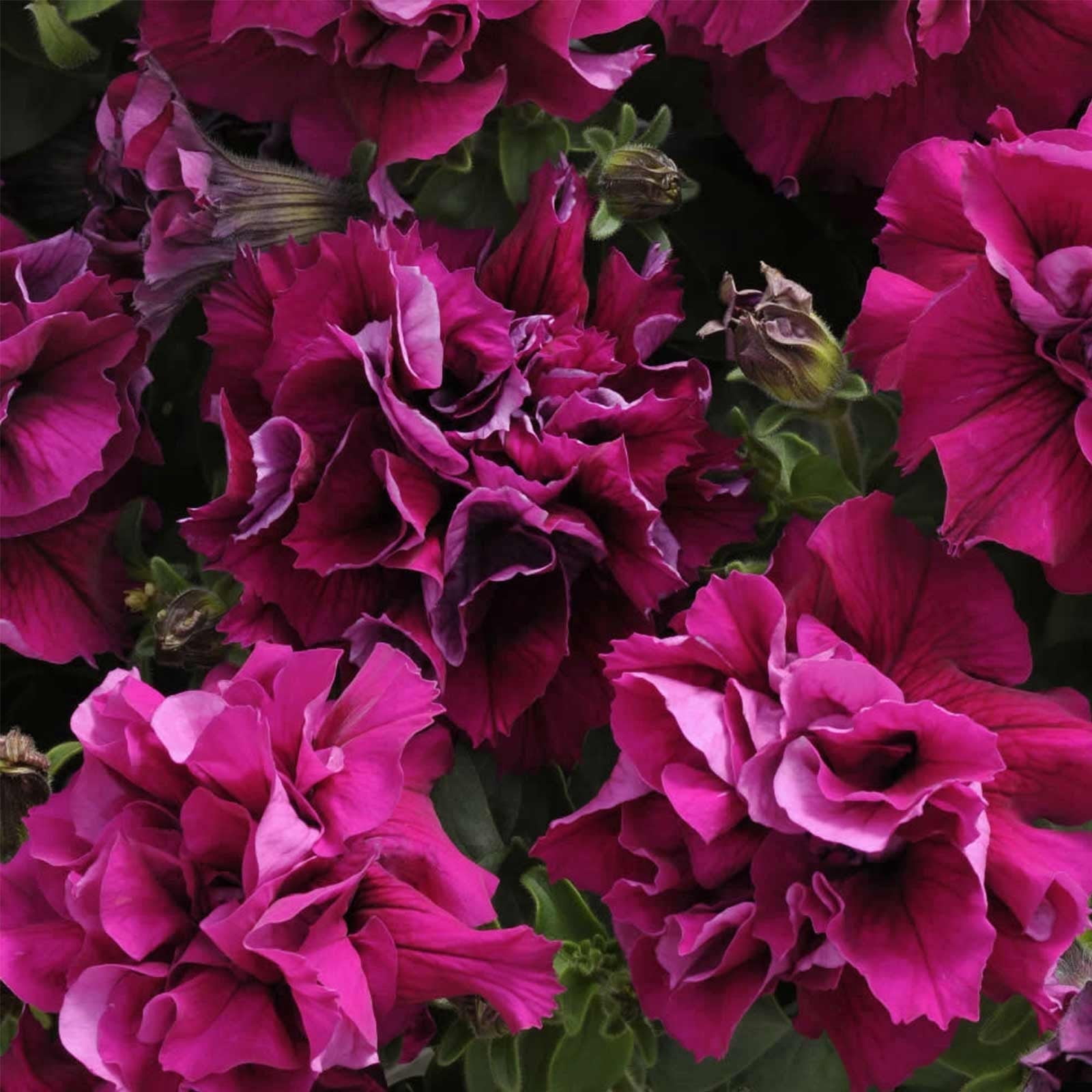 Petunia - Double Madness Series Flower Garden Seed - 1000 Pelleted Seeds - Burgundy Blooms - Annual Flowers - Double Floribunda Petunias