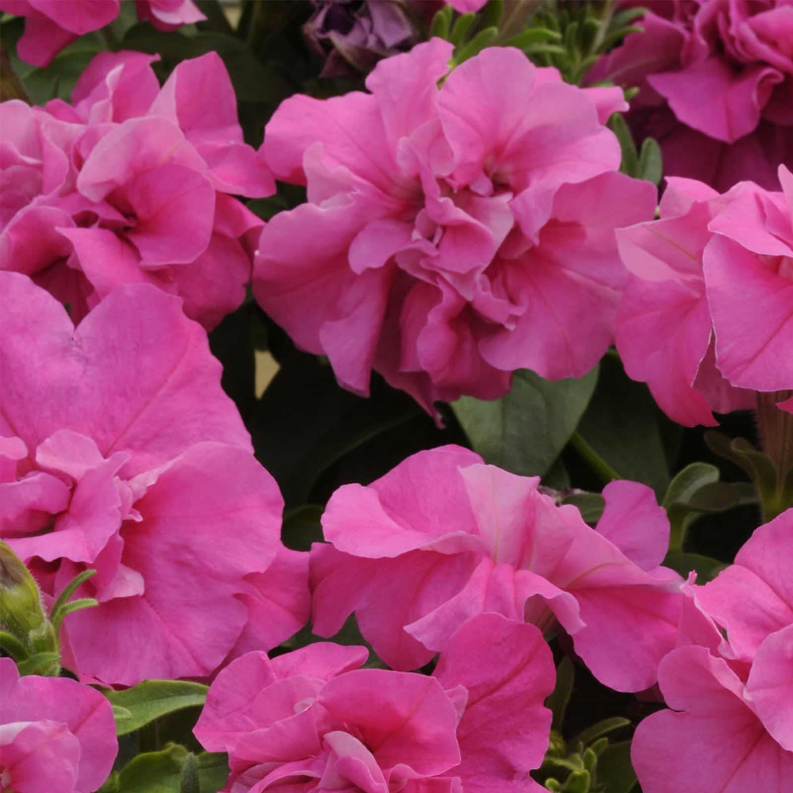 Petunia - Double Madness Series Flower Garden Seed - 1000 Pelleted Seeds - Pink Blooms - Annual Flowers - Double Floribunda Petunias