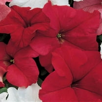 Petunia Dreams Red F1 Seed