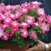 Petunia Dreams Rose Morn F1 Seed - 500 Seeds