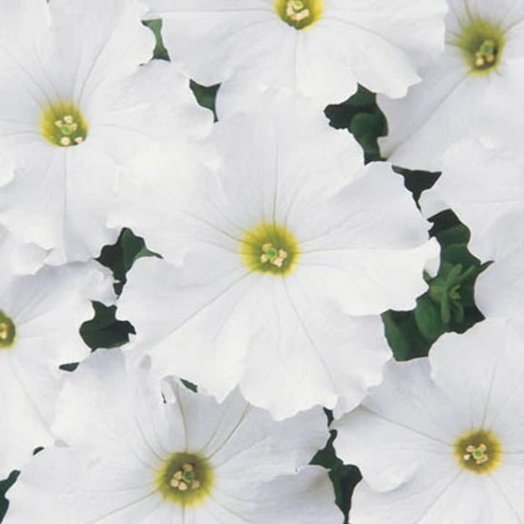 Petunia Dreams White F1 Seed - NON-GMO - 50 Seeds
