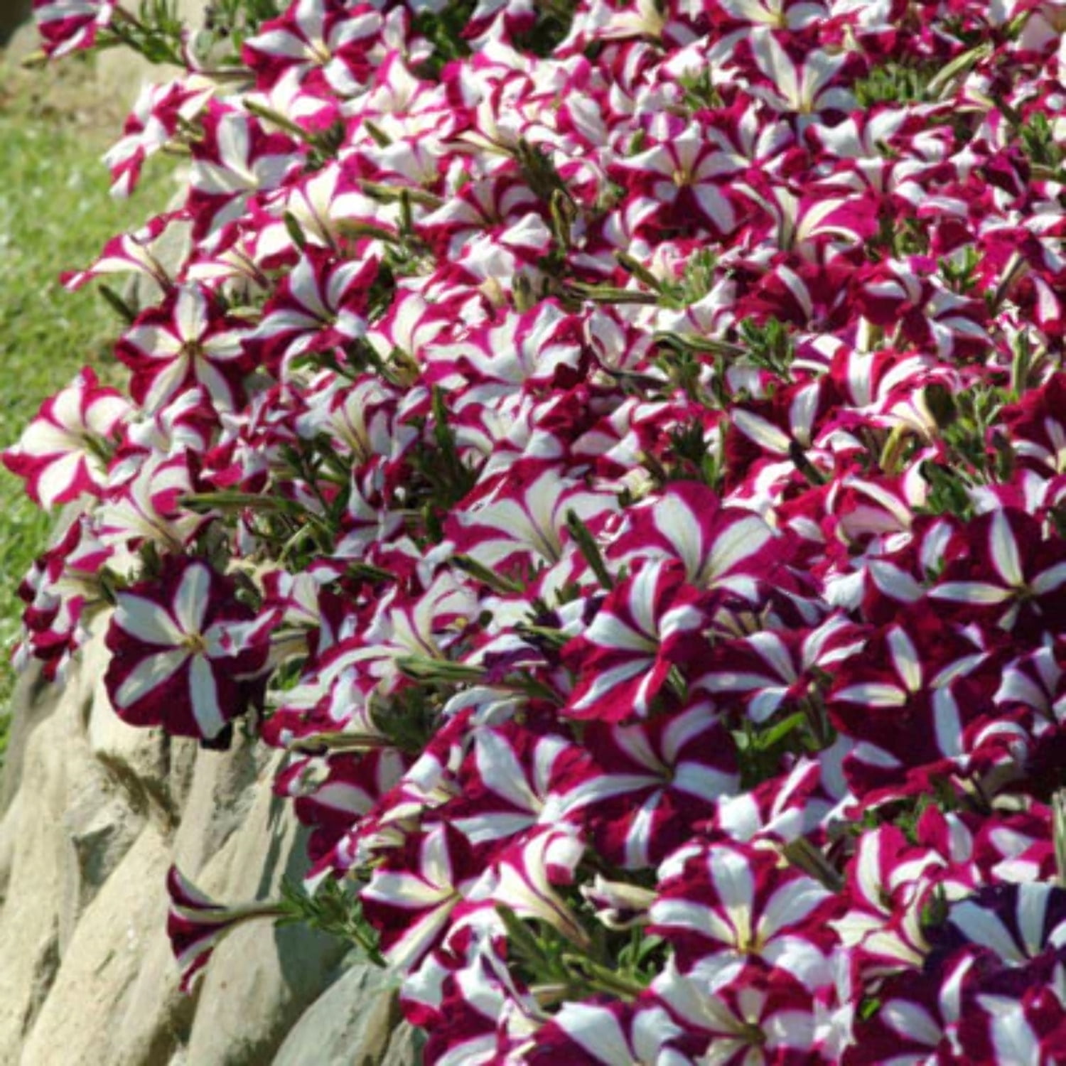Petunia Easy Wave Burgundy Star F1 Seed - NON-GMO - 100 Seeds