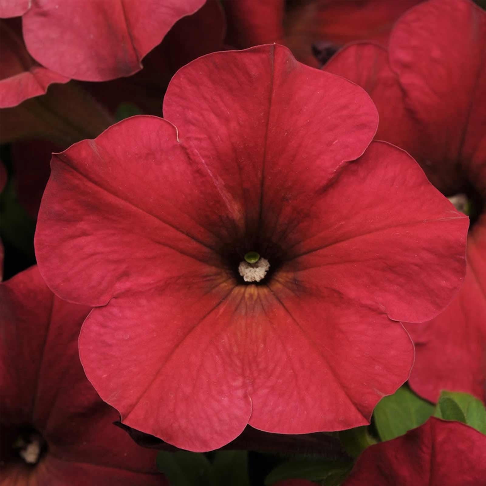 Petunia - Easy Wave Flower Garden Seed - 100 Pelleted Seeds - Berry Velour Blooms - Annual Flowers - Spreading Low Growing Petunias