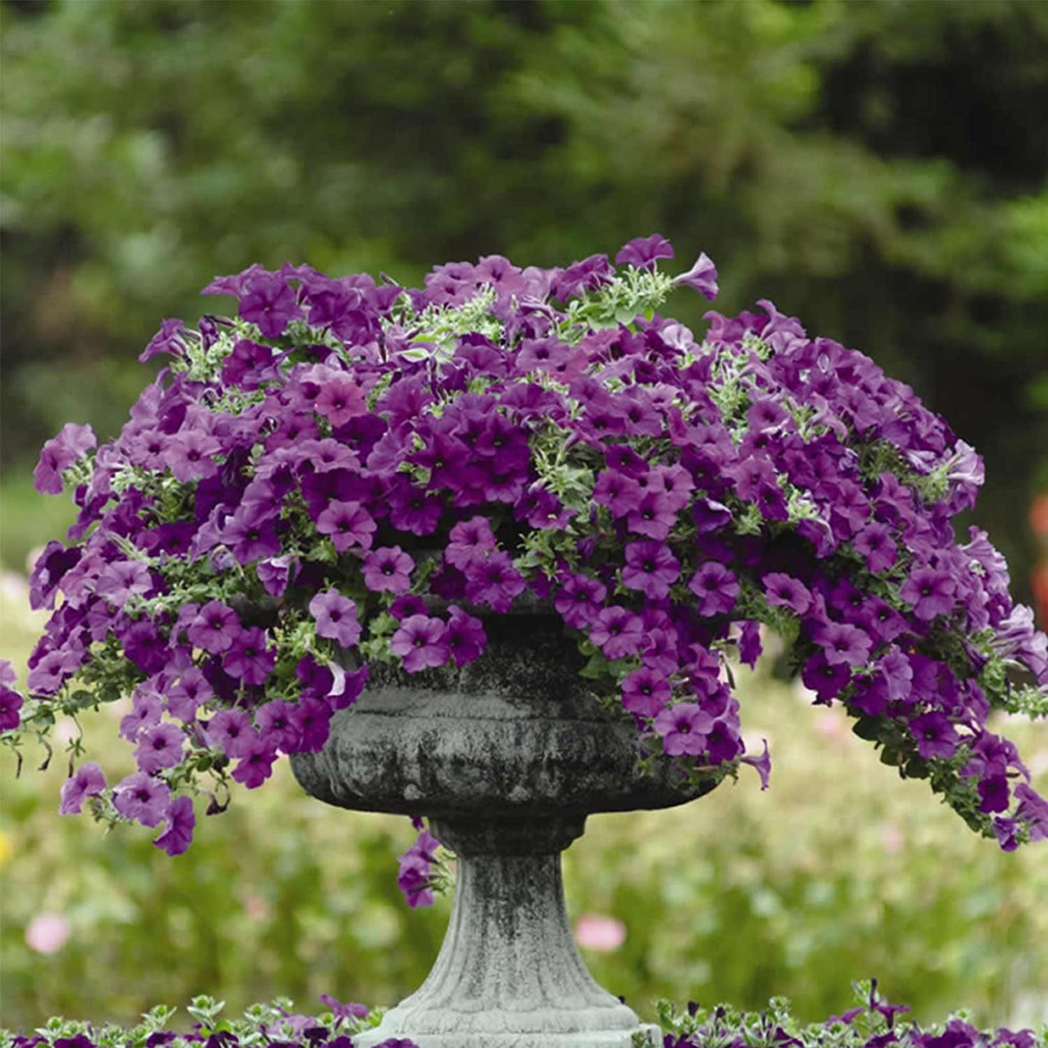 Petunia - Easy Wave Flower Garden Seed - 100 Pelleted Seeds - Blue Blooms - Annual Flowers - Spreading Low Growing Petunias