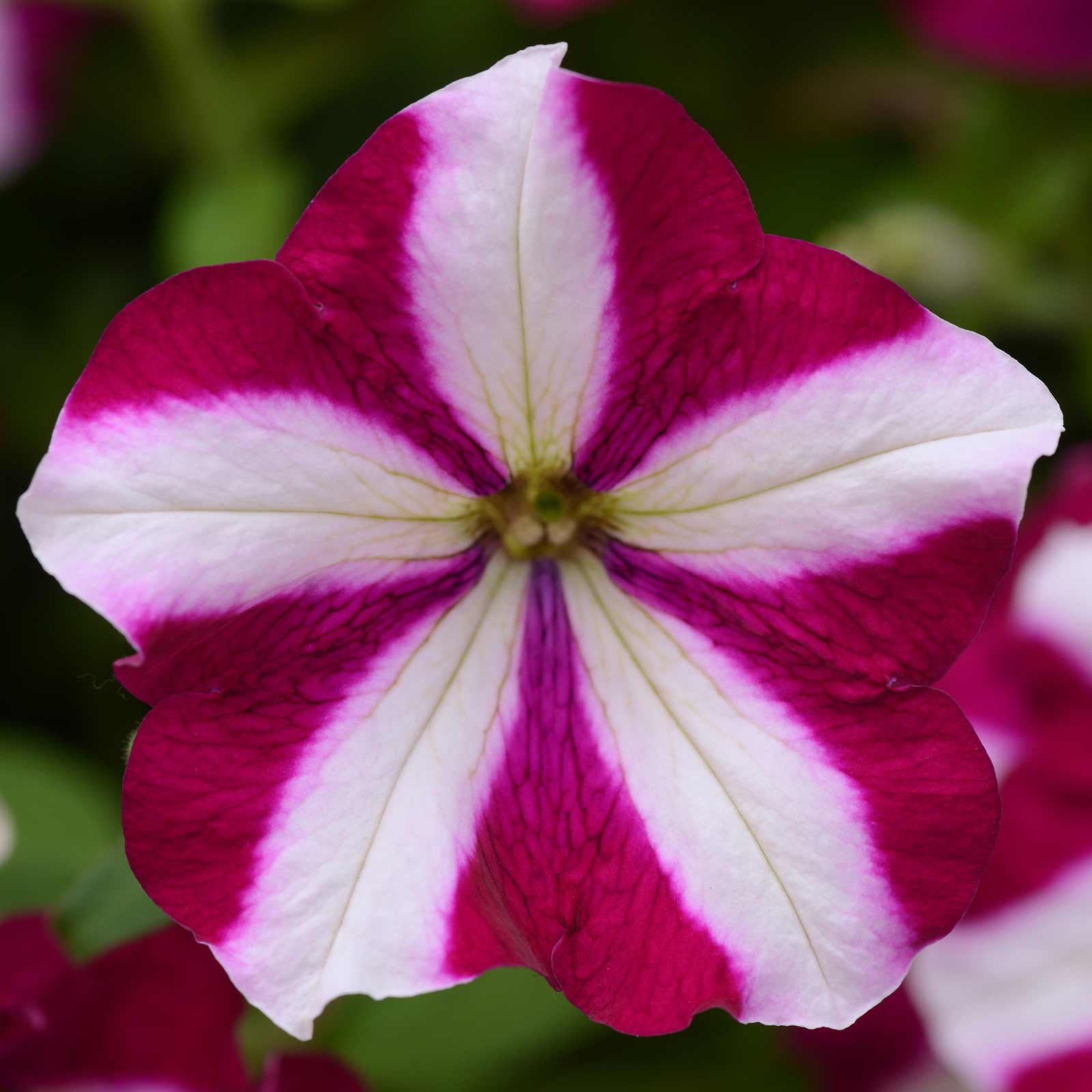 Petunia - Easy Wave Flower Garden Seed - 100 Pelleted Seeds - Burgundy Star Blooms - Annual Flowers - Spreading Low Growing Petunias