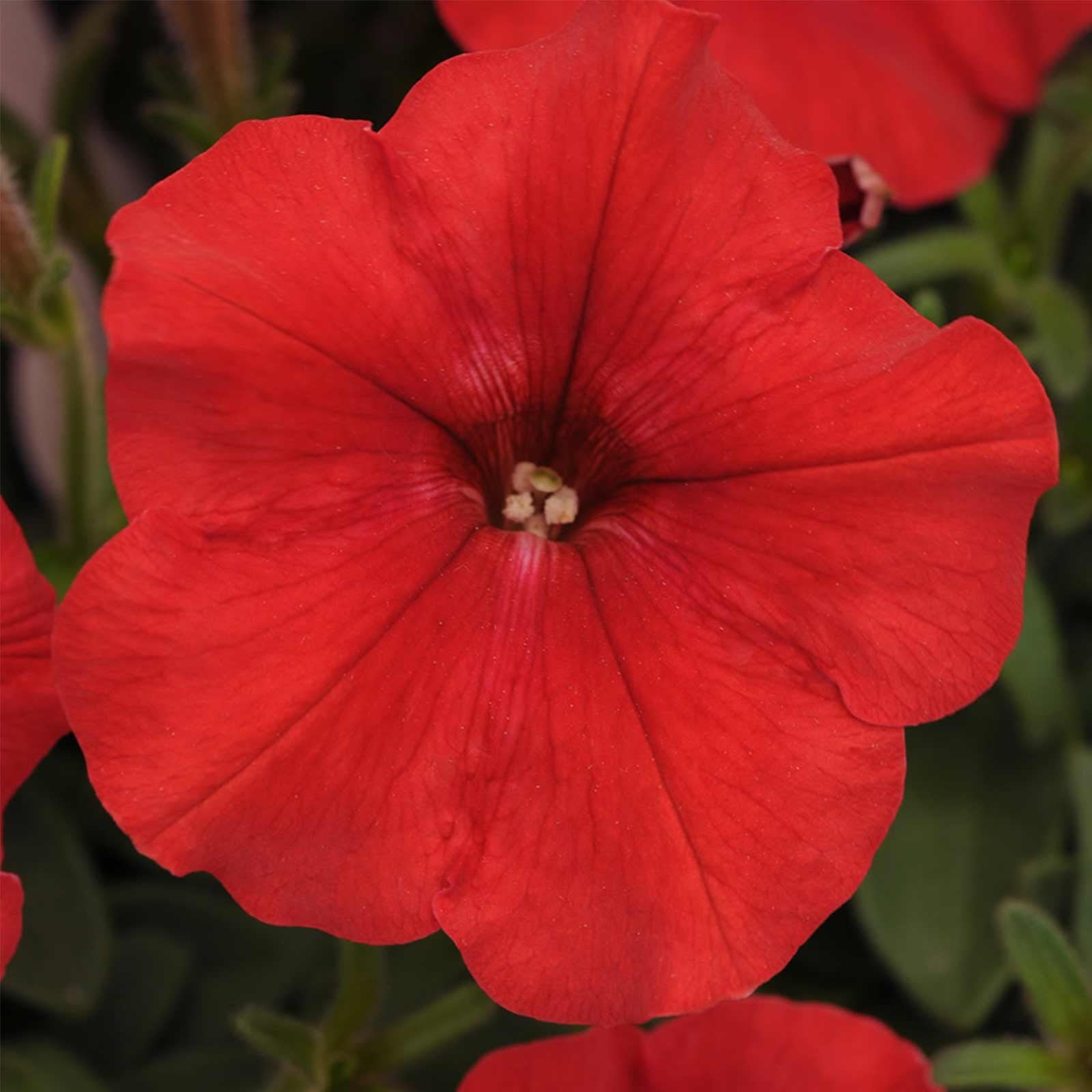 Petunia - Easy Wave Flower Garden Seed - 100 Pelleted Seeds - Red ...