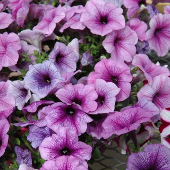 Petunia Easy Wave Plum Vein F1 Seed