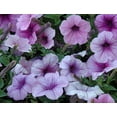 vionic petunia pump
