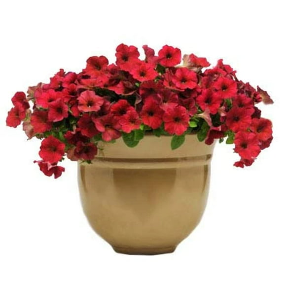 Petunia Easy Wave Velour Berry F1 Seed