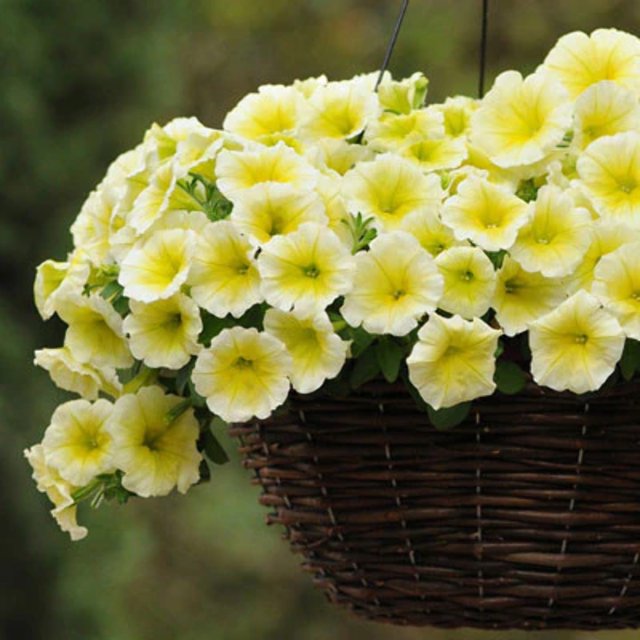 Petunia Easy Wave Yellow F1 Seed - Walmart.com