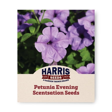 Harris Seeds Petunia Evening Scentsation F1, Indigo Flower, 25 Count