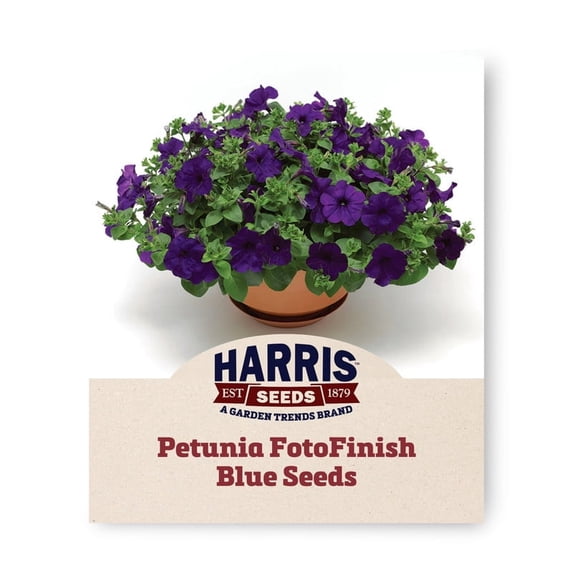 Harris Seeds Petunia FotoFinish Blue F1, Early Blooming Petunia for Garden Beds and Containers, 100 Count