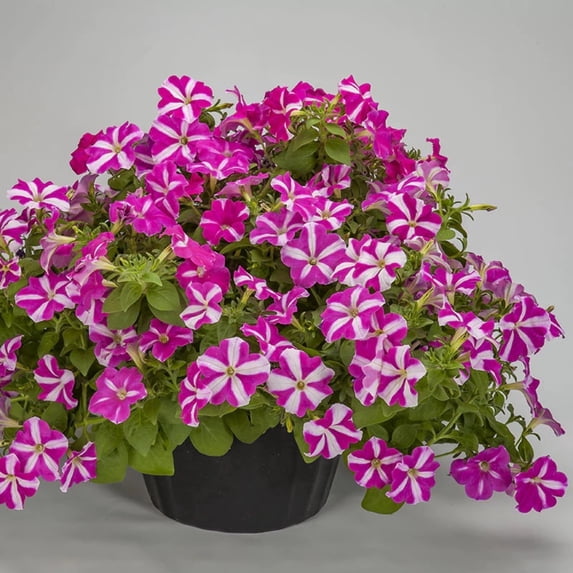 Petunia FotoFinish Rose Star F1 Seed
