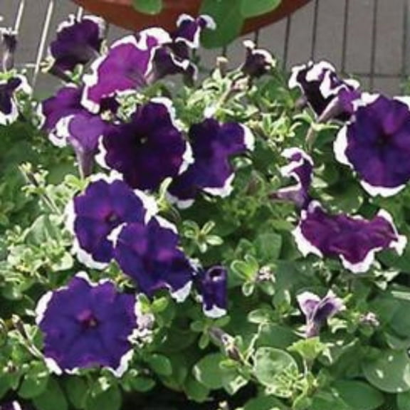 Petunia Hulahoop Series Blue ~25 Seeds – Pelleted Grandiflora Mix, 3" Bicolored Picotee Blooms, 98–105 Days, Annual for Zones 6-11, Easy Container Flower