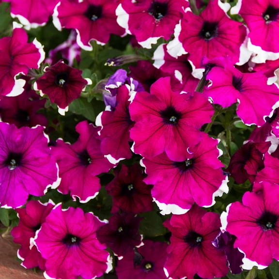Petunia Hulahoop Series Burgundy ~100 Seeds – Pelleted Grandiflora Mix, 3" Bicolored Picotee Blooms, 98–105 Days, Annual for Zones 6-11, Easy Container Flower