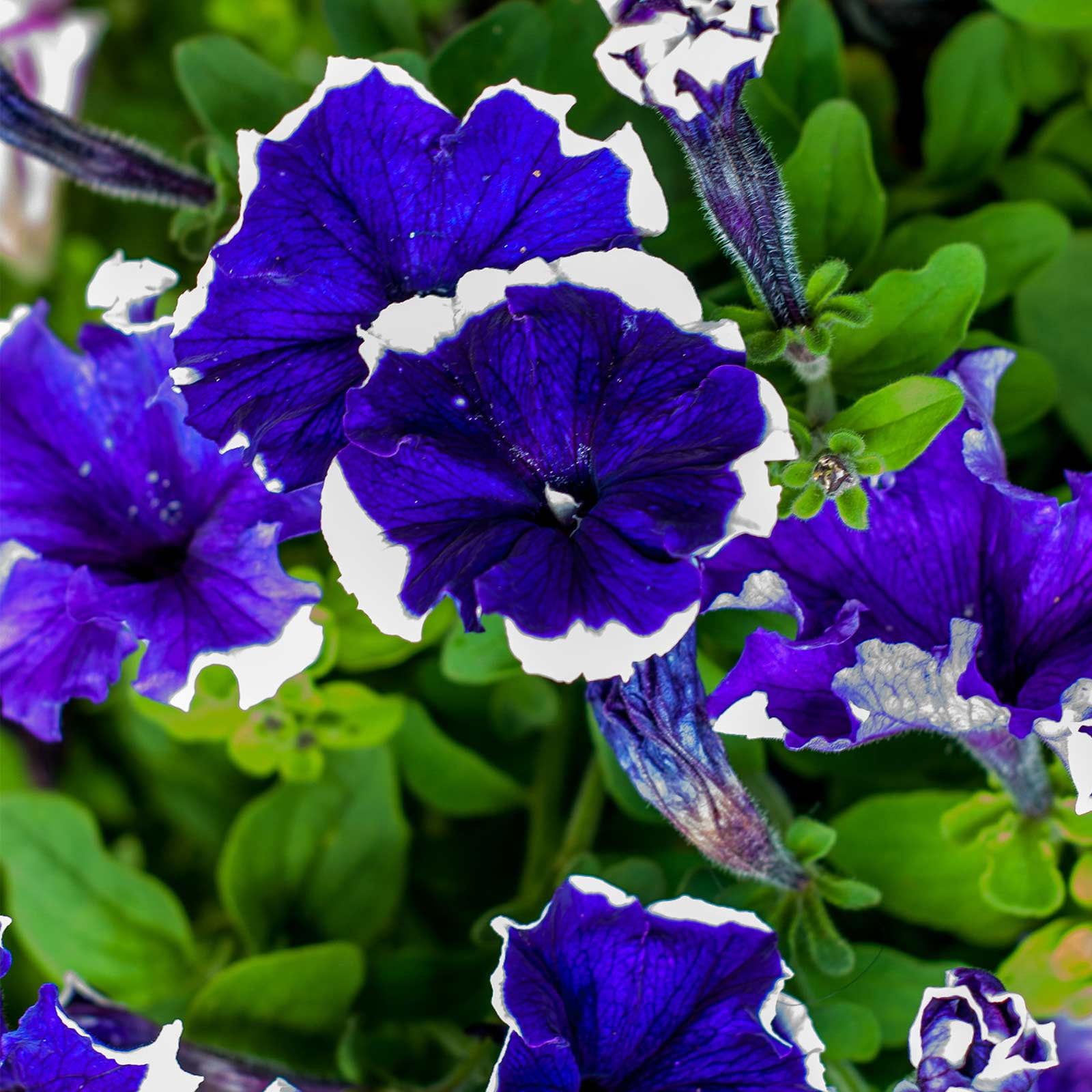 Mountain Valley Seed Company Hulahoop Series 1000 Hula Hoop Petunia Flower Seeds, Non-GMO