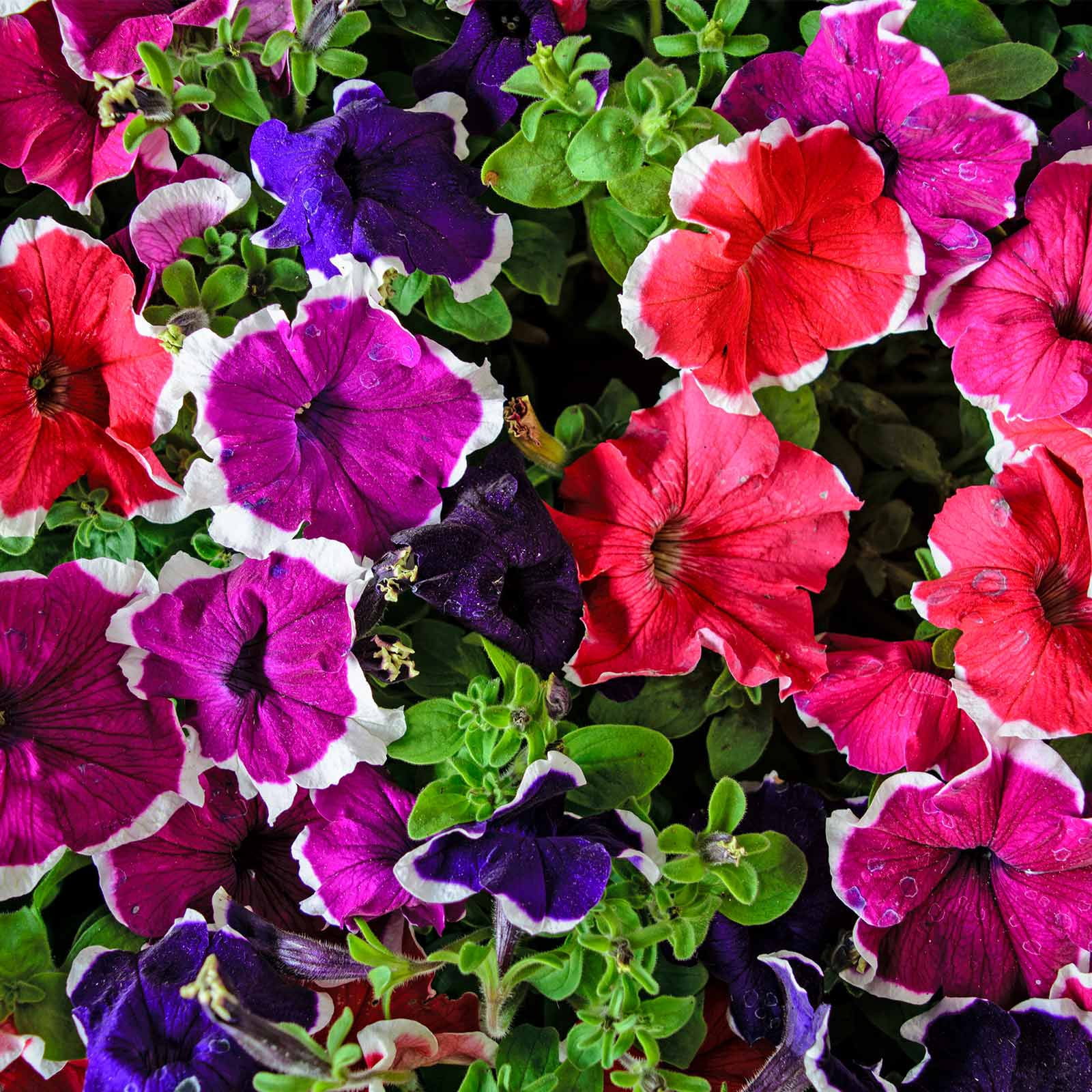 Petunia - Hulahoop Series Flower Garden Seed - 1000 Pelleted Seeds - Color Mix Blooms - Annual Flowers - Single Grandiflora Hula Hoop Petunias