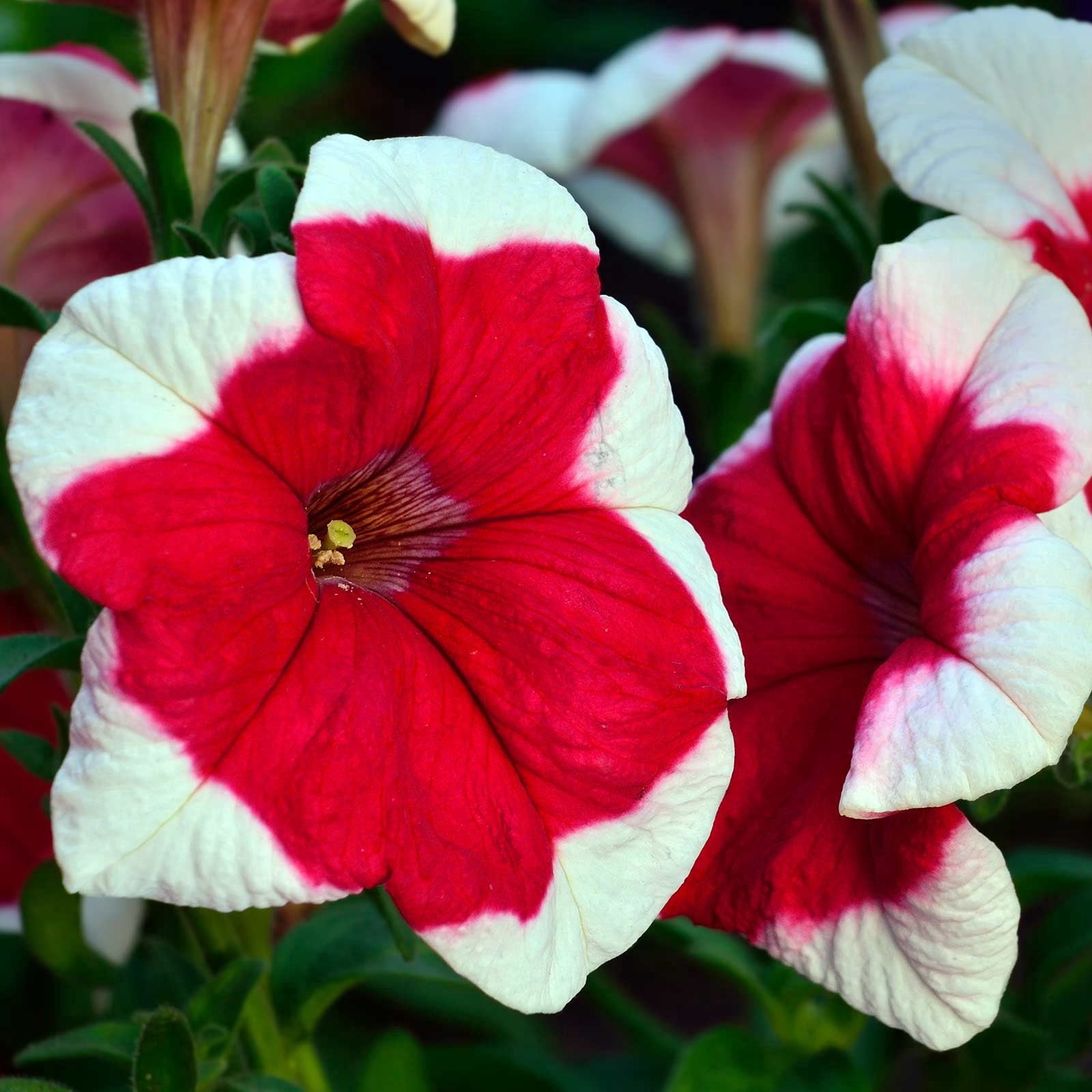 Petunia - Hulahoop Series Flower Garden Seed - 1000 Pelleted Seeds - Red Blooms - Annual Flowers - Single Grandiflora Hula Hoop Petunias