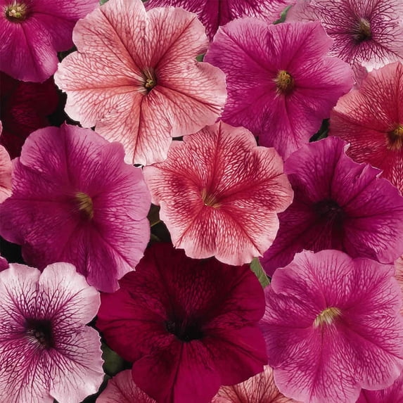 Petunia - Madness Series Flower Garden Seed - 1000 Pelleted Seeds - Just (Vein Colored) Blooms - Annual Flowers - Single Floribunda Petunias