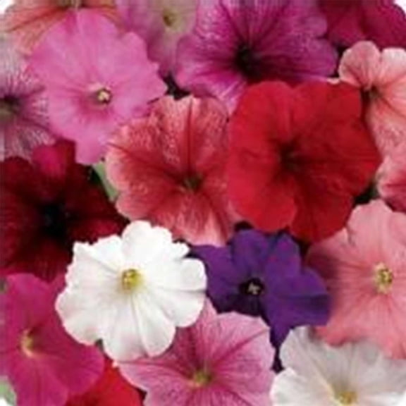 Petunia - Madness Series Flower Garden Seed - 1000 Pelleted Seeds - Total Color Mix Blooms - Annual Flowers - Single Floribunda Petunias