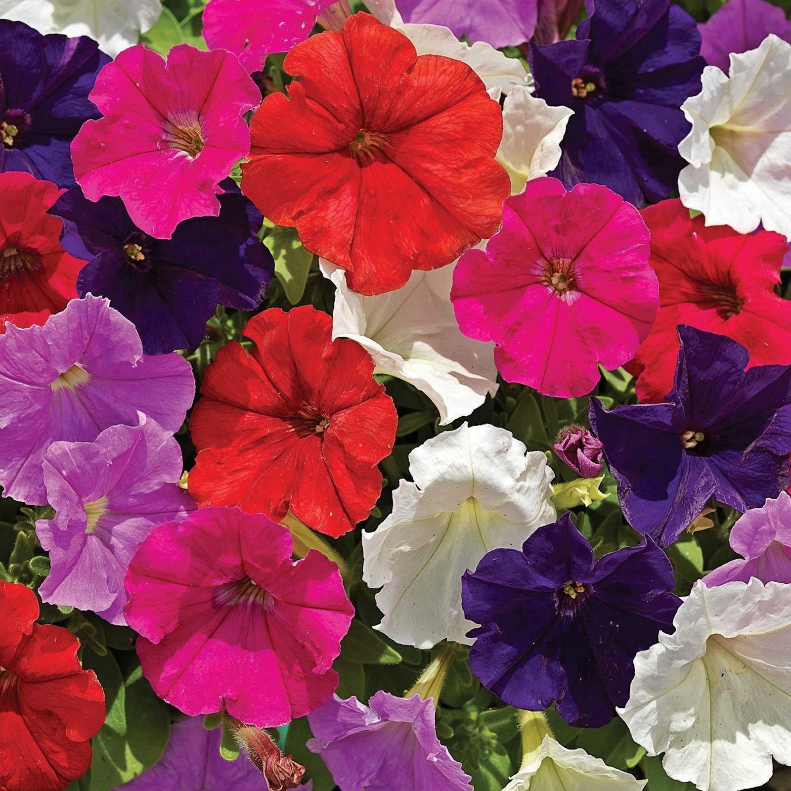 Petunia - Picobella Series Flower Garden Seed - 1000 Pelleted Seeds - Color Mix Flowers - Annual Bloom - Milliflora Petunias