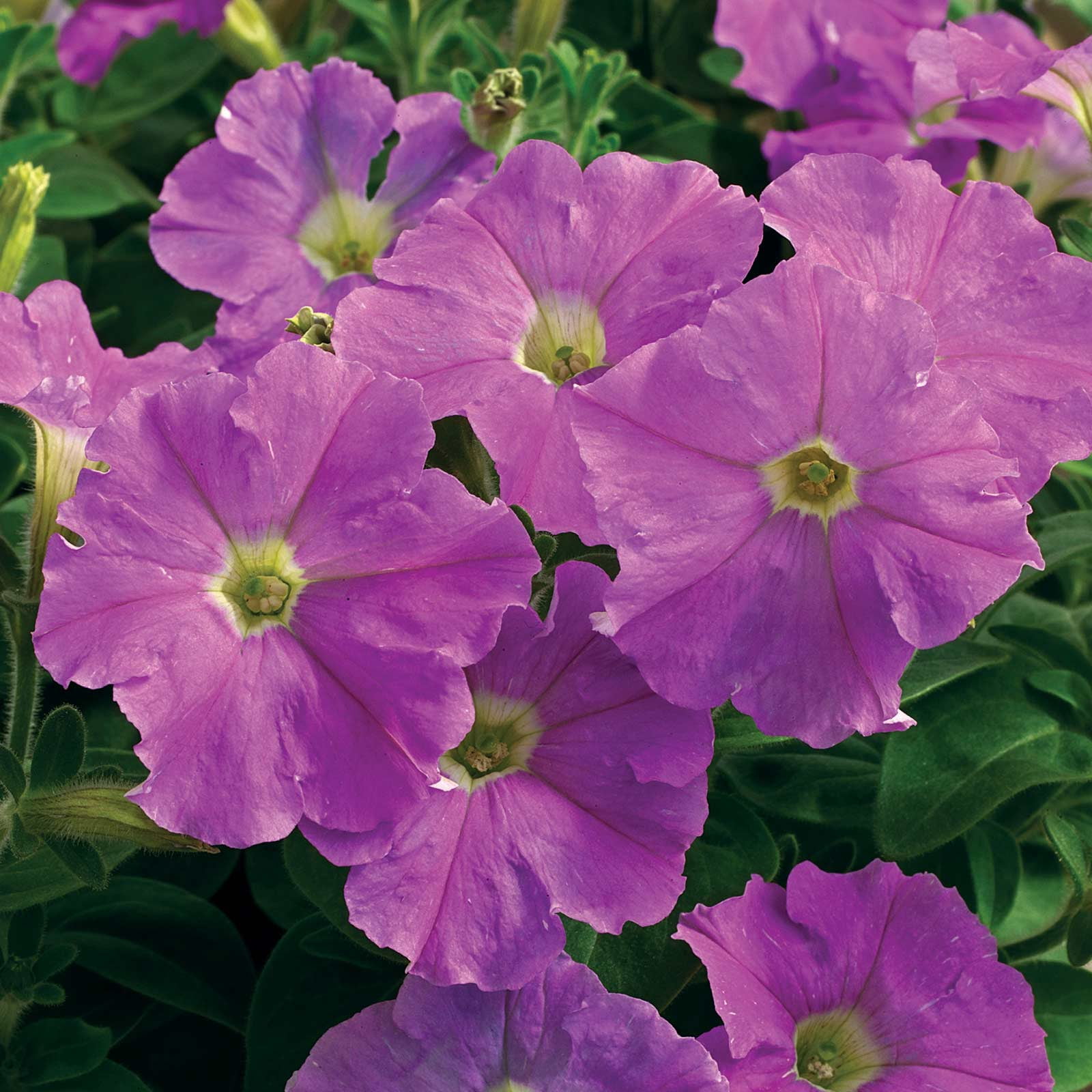 Petunia - Picobella Series Flower Garden Seed - 1000 Pelleted Seeds - Lavender Improved - Annual Petunias - Mini-flowered dwarf plants
