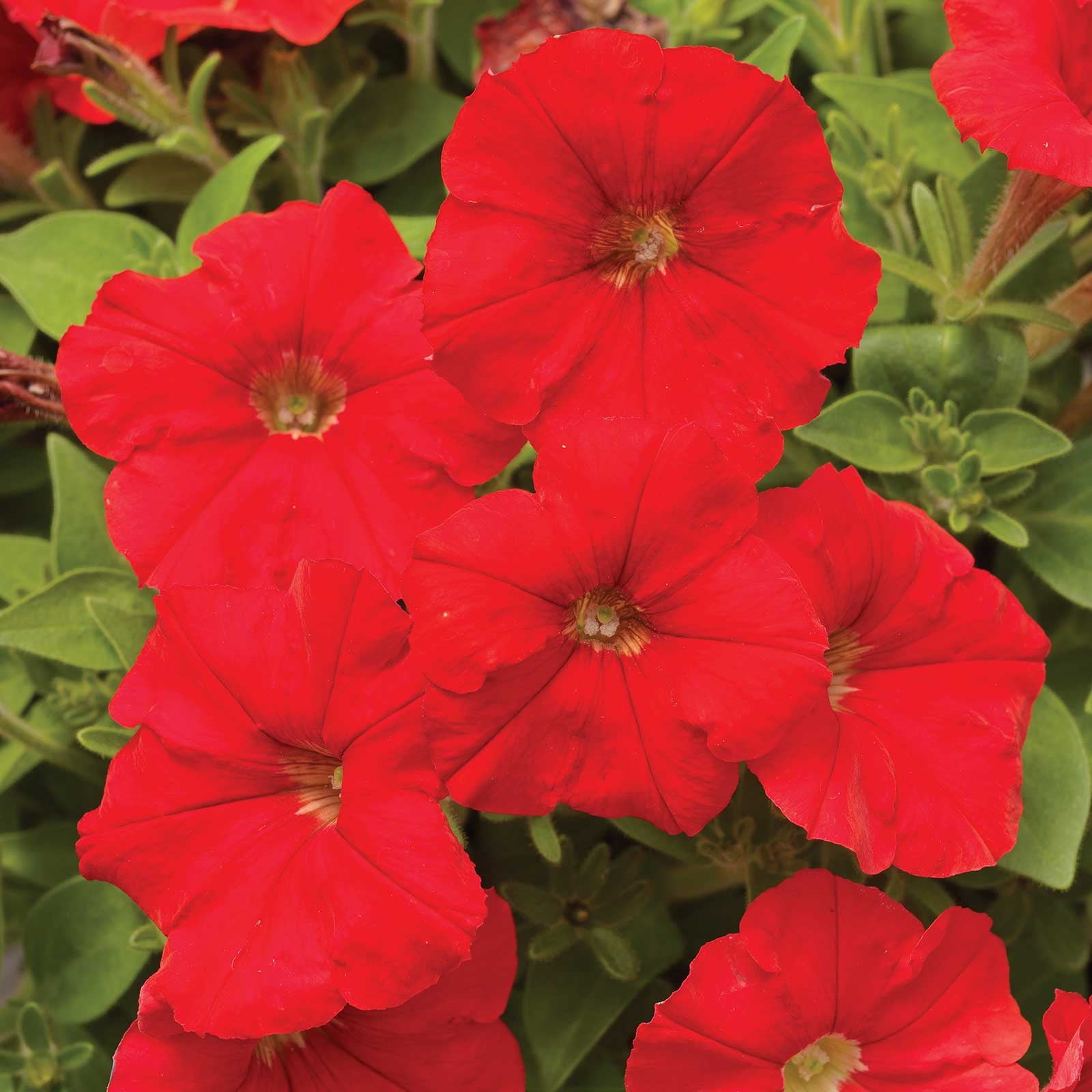 Petunia - Picobella Series Flower Garden Seed - 1000 Pelleted Seeds - Red Flowers - Annual Petunias - Mini-flowered dwarf plants
