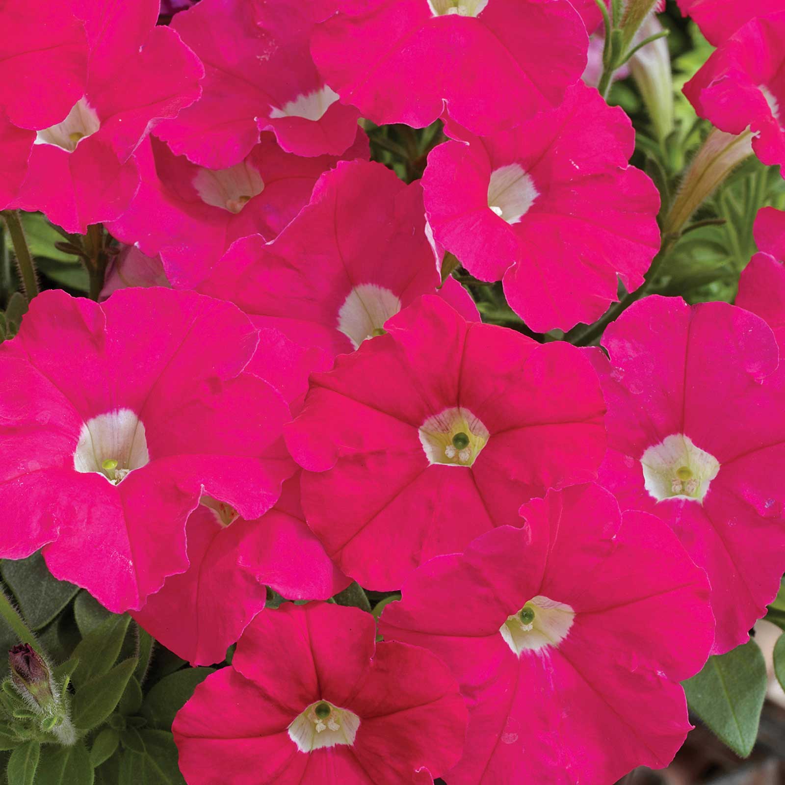Petunia - Picobella Series Flower Garden Seed - 1000 Pelleted Seeds - Rose Color Blooms - Annual Petunias - Mini-flowered dwarf plants