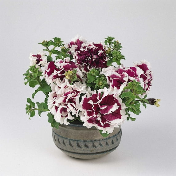 Petunia - Purple Pirouette Flower Garden Seed - 1000 Pelleted Seeds - Annual Flowers - AAS Winner - White Picotee Ruffled Edge Blooms