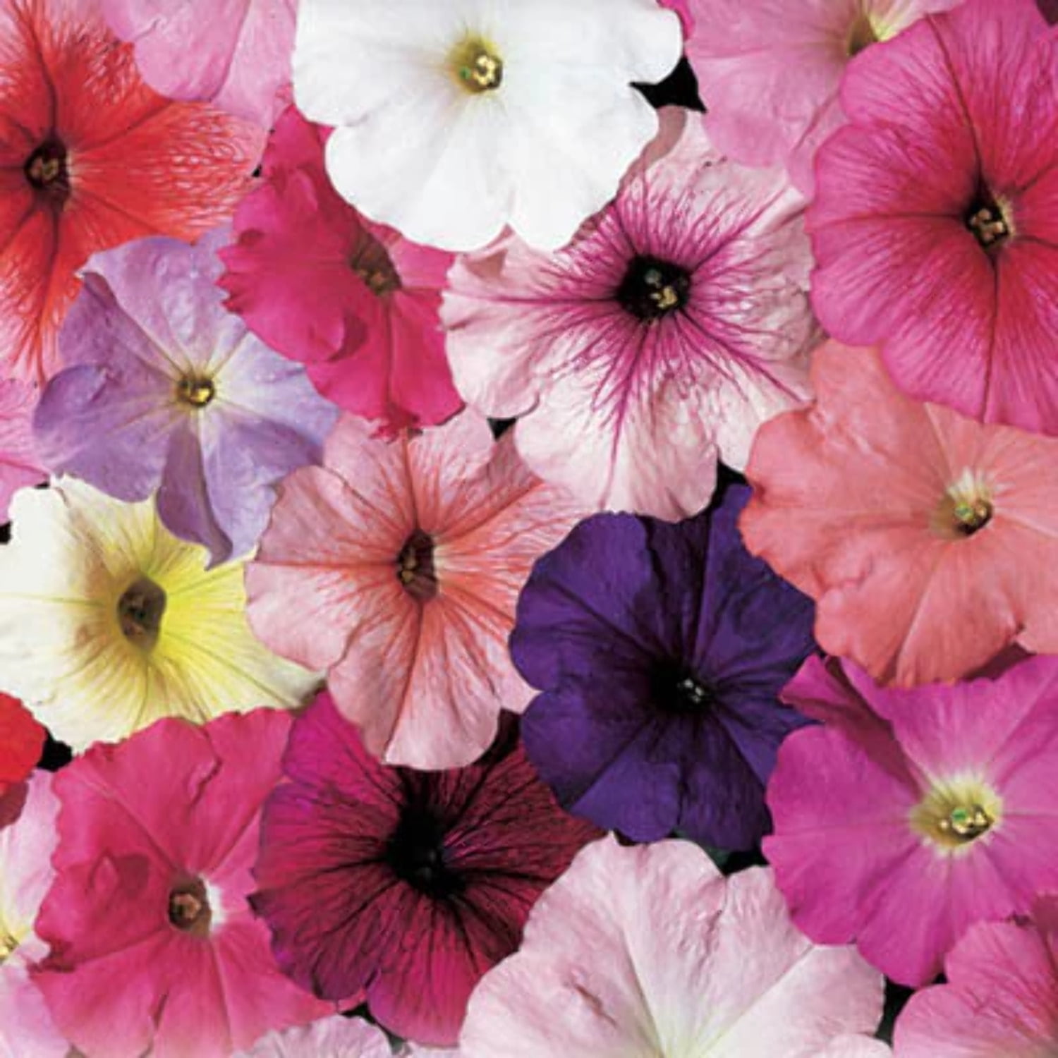 Grow Vibrant Petunia Seeds for Stunning Garden Blooms