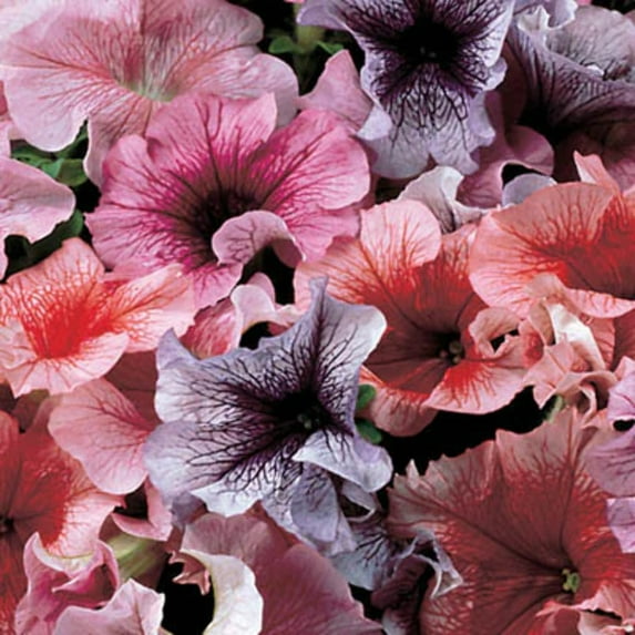 Petunia Seeds - Daddy Mix F1 Variety Seeds - Non-GMO - 500 Seeds