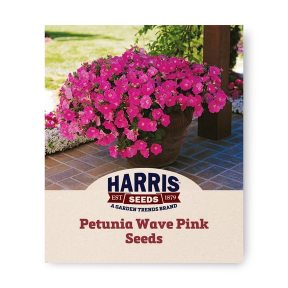 Harris Seeds Petunia Wave Pink F1, Spreading Bright Pink Flower for Baskets and Ground Cover, 25 Count