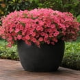 thumbnail image 1 of Petunia Shock Wave Coral Crush F1 Seed, 1 of 1